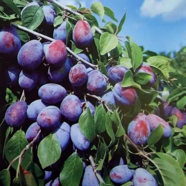 A képet nem sikerült megjeleníteni