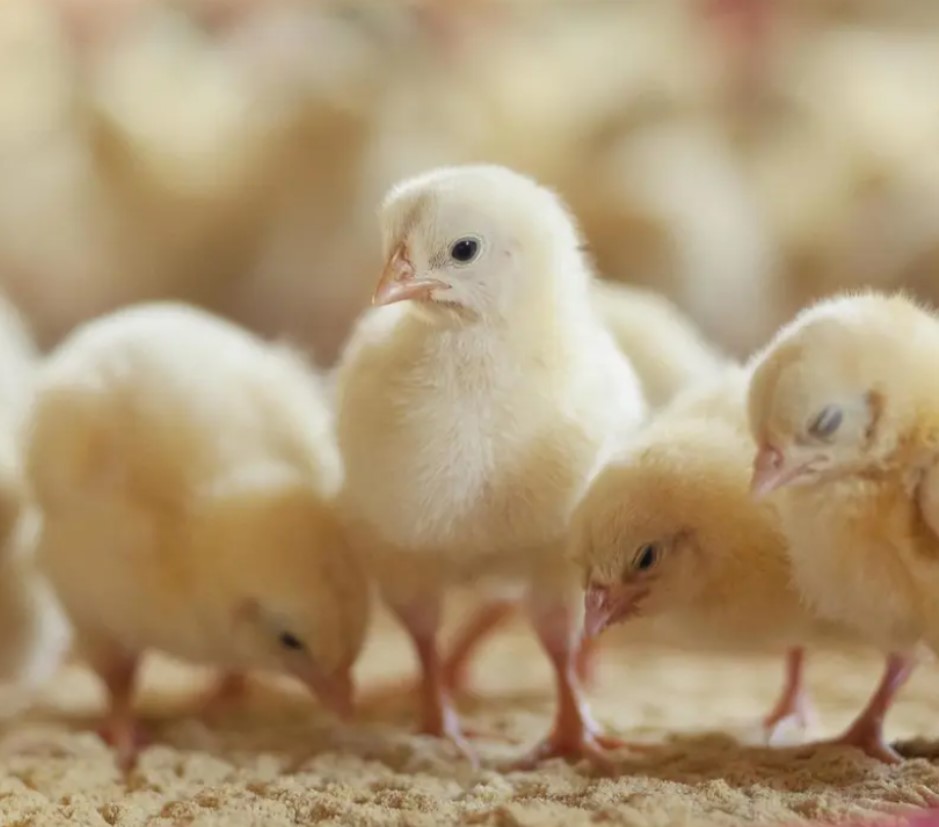 A képet nem sikerült megjeleníteni