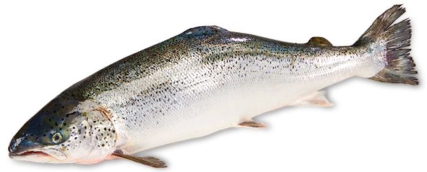 A képet nem sikerült megjeleníteni