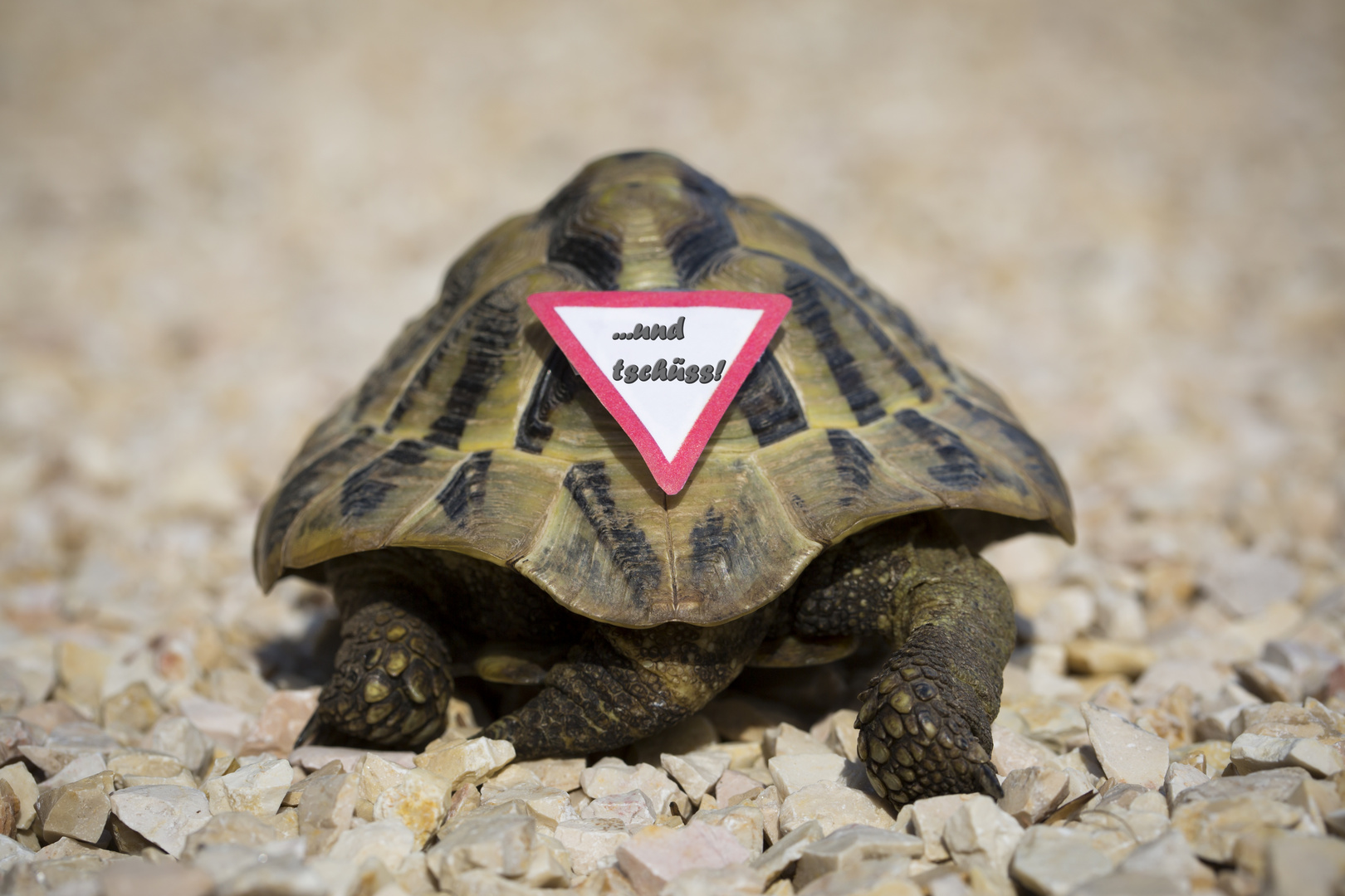 A képet nem sikerült megjeleníteni